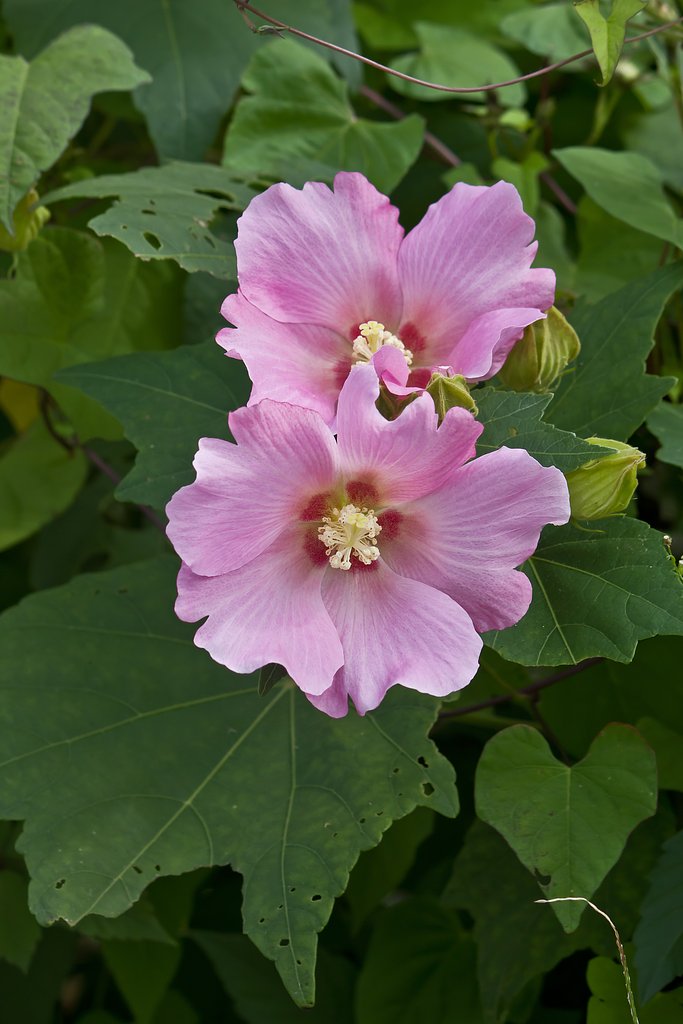 芙蓉（桃）