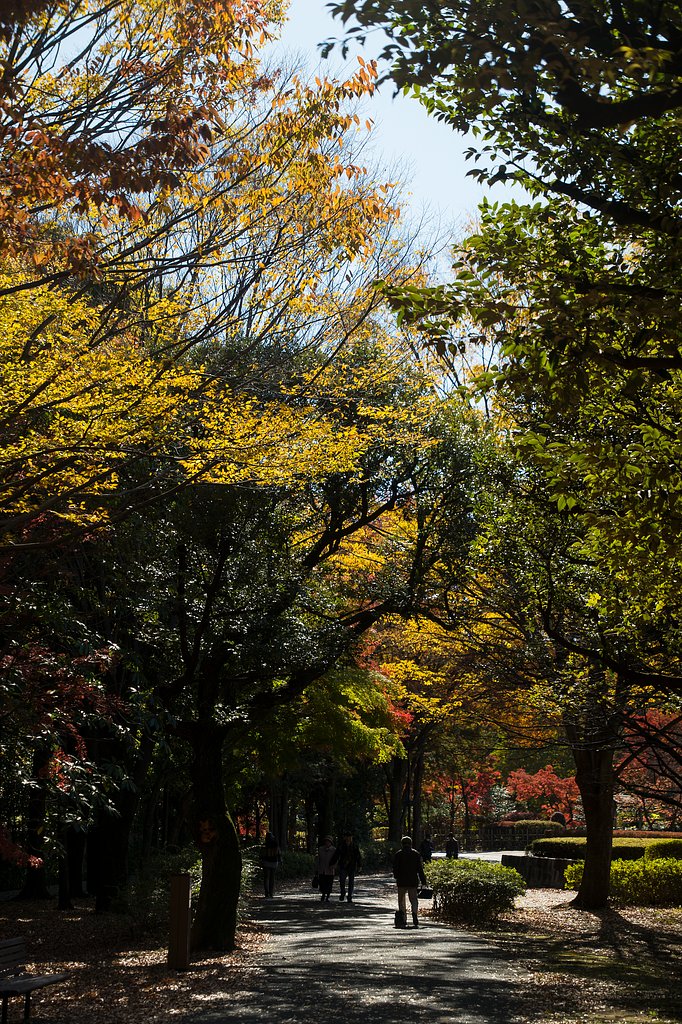 紅葉の散歩道