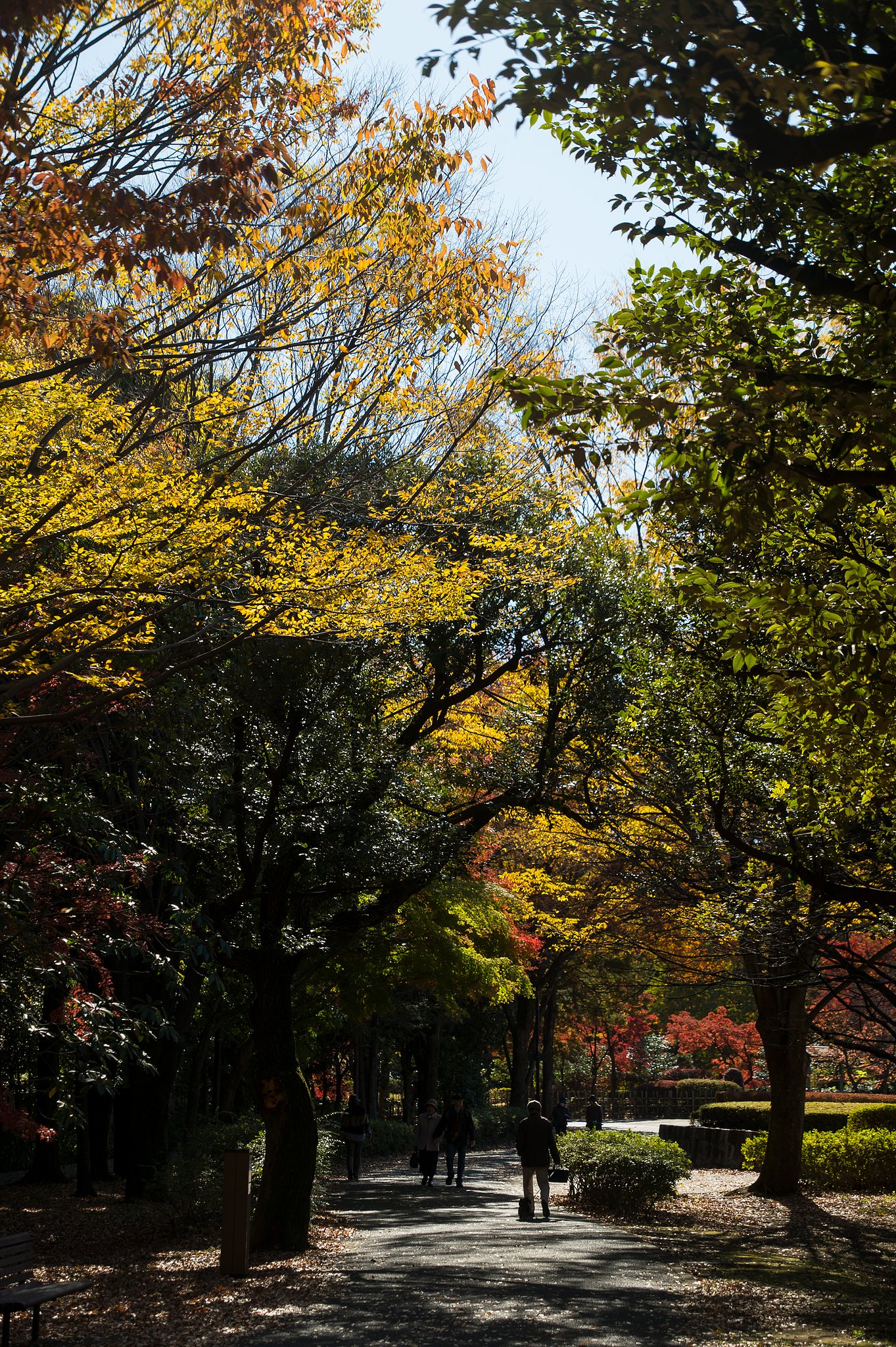 紅葉の散歩道