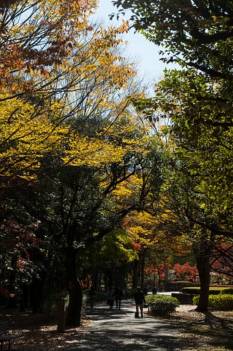 紅葉の散歩道