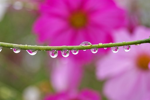 花雫