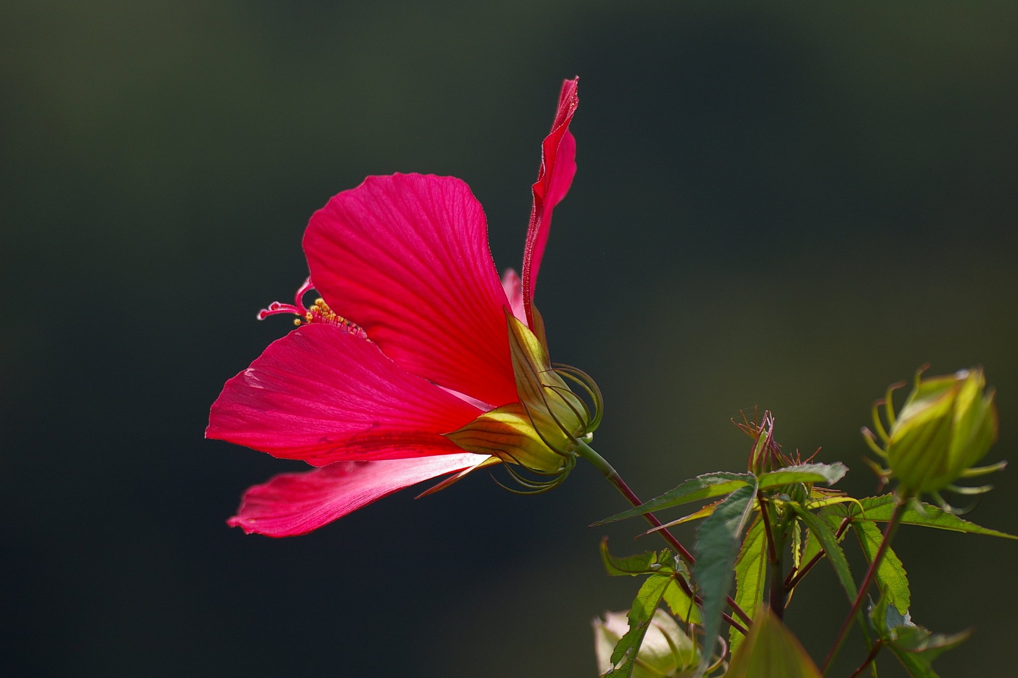 真夏