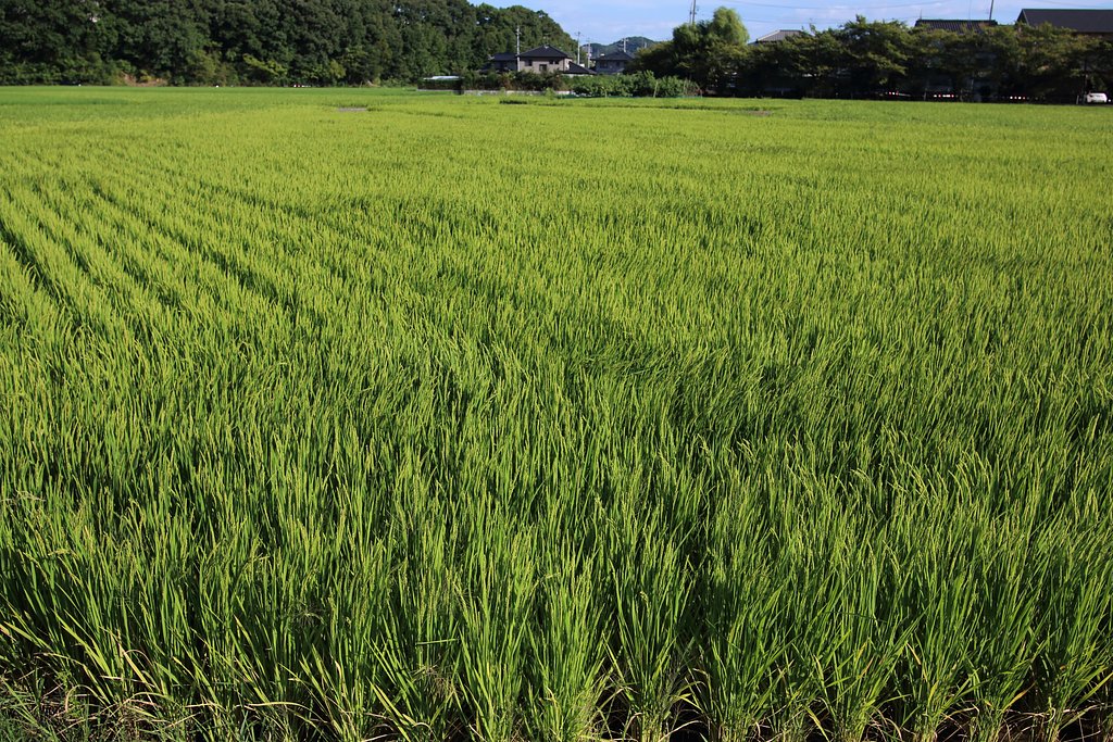 今年の収穫