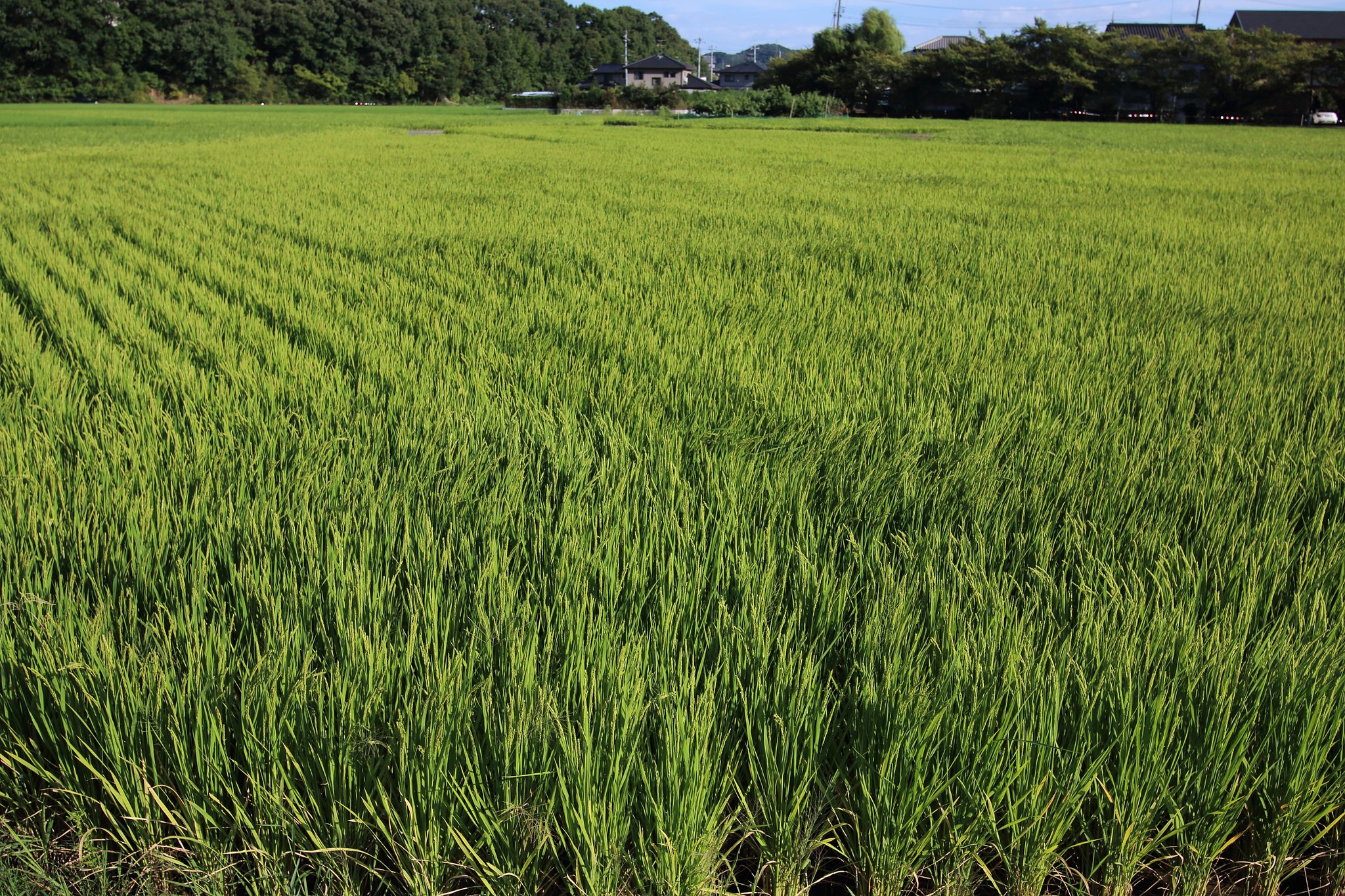 今年の収穫