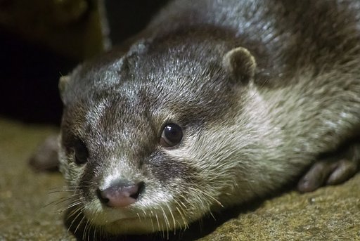 【犬とか猫とか動物たち】コツメカワウソ