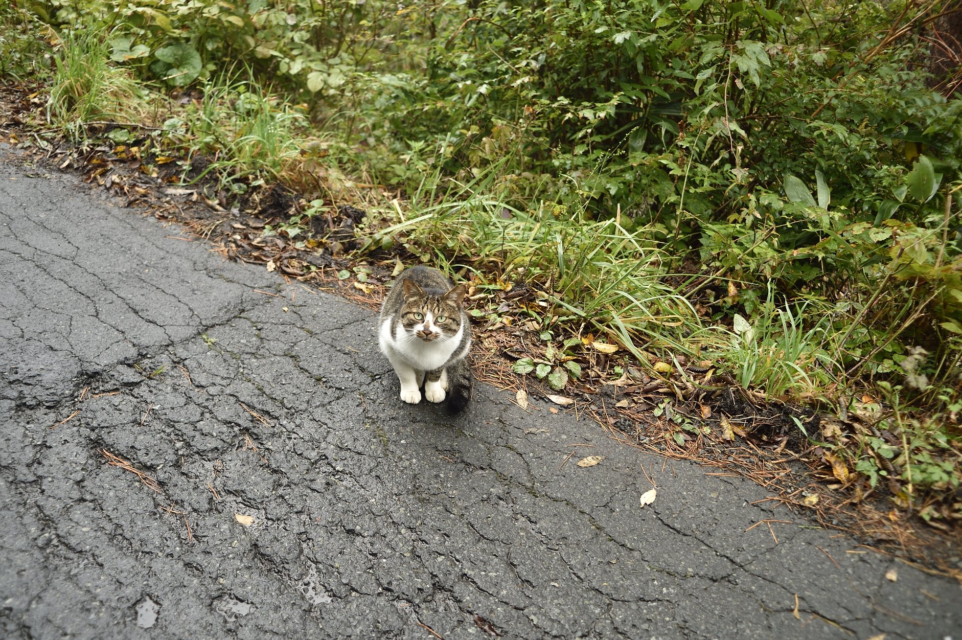 猫