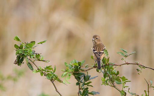 ベニマシコ♀
