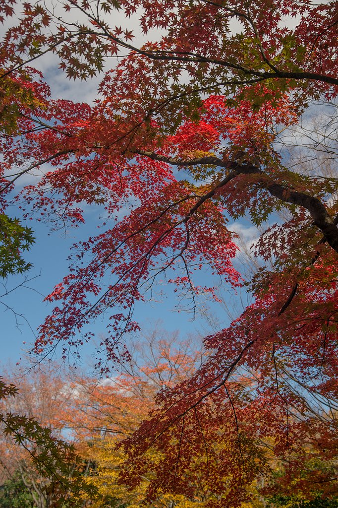 これが紅葉