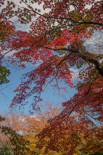 これが紅葉