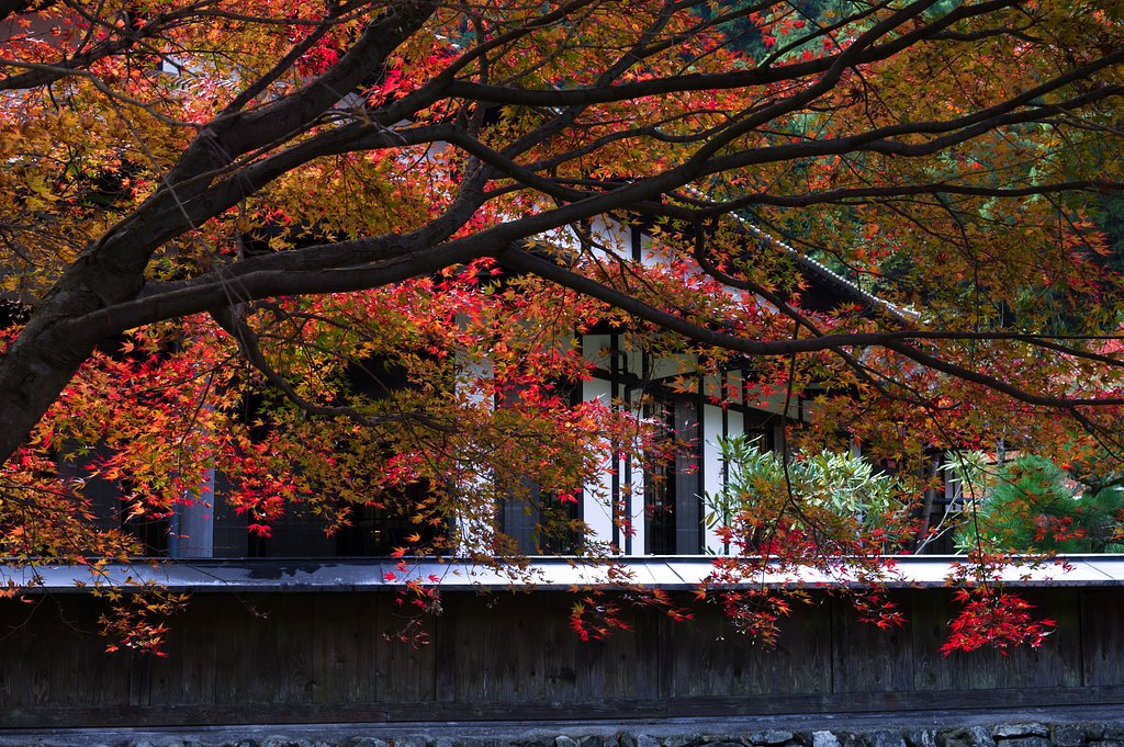 白壁と紅葉