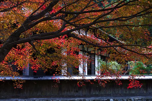 白壁と紅葉