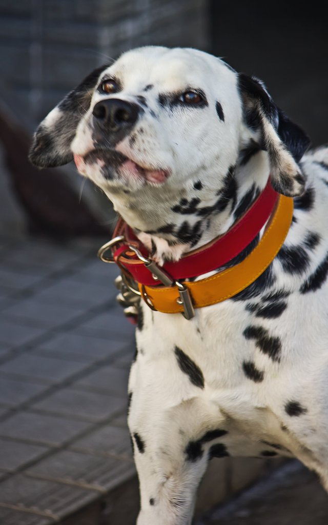 【犬とか猫とか動物たち】歌うダル