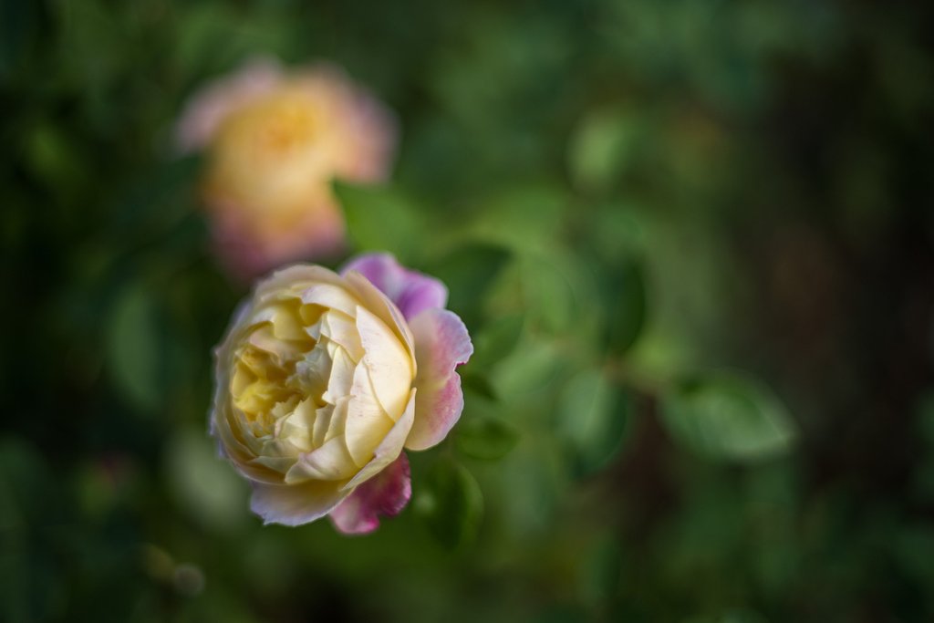 優しい薔薇
