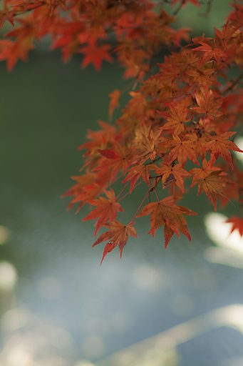 水辺のもみじ