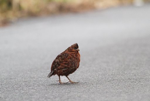 不気味な鳥