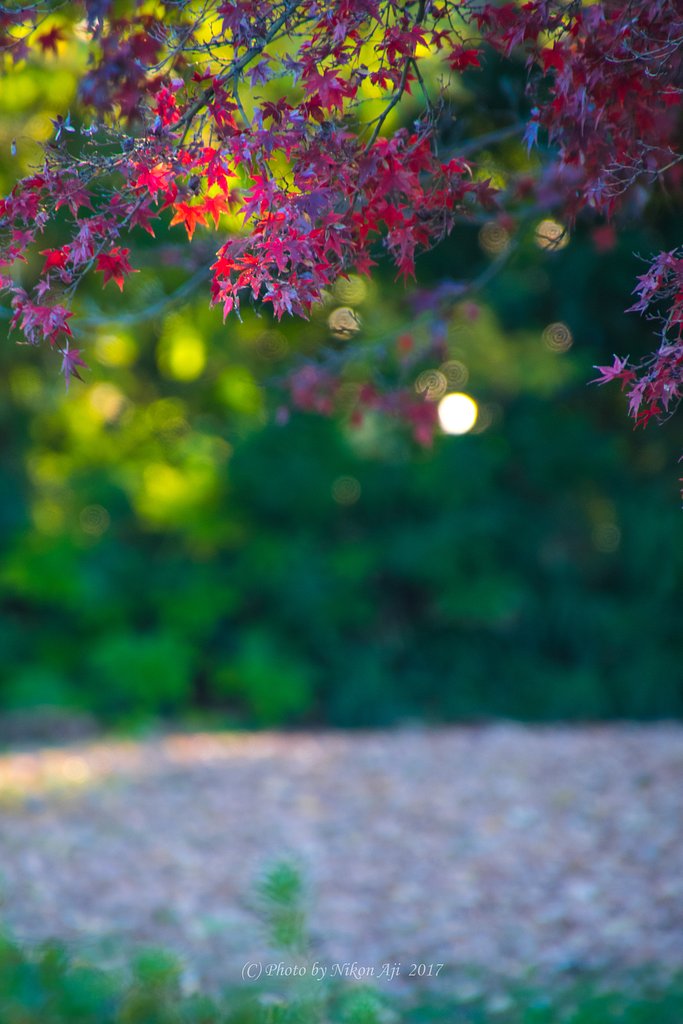 公園の片隅