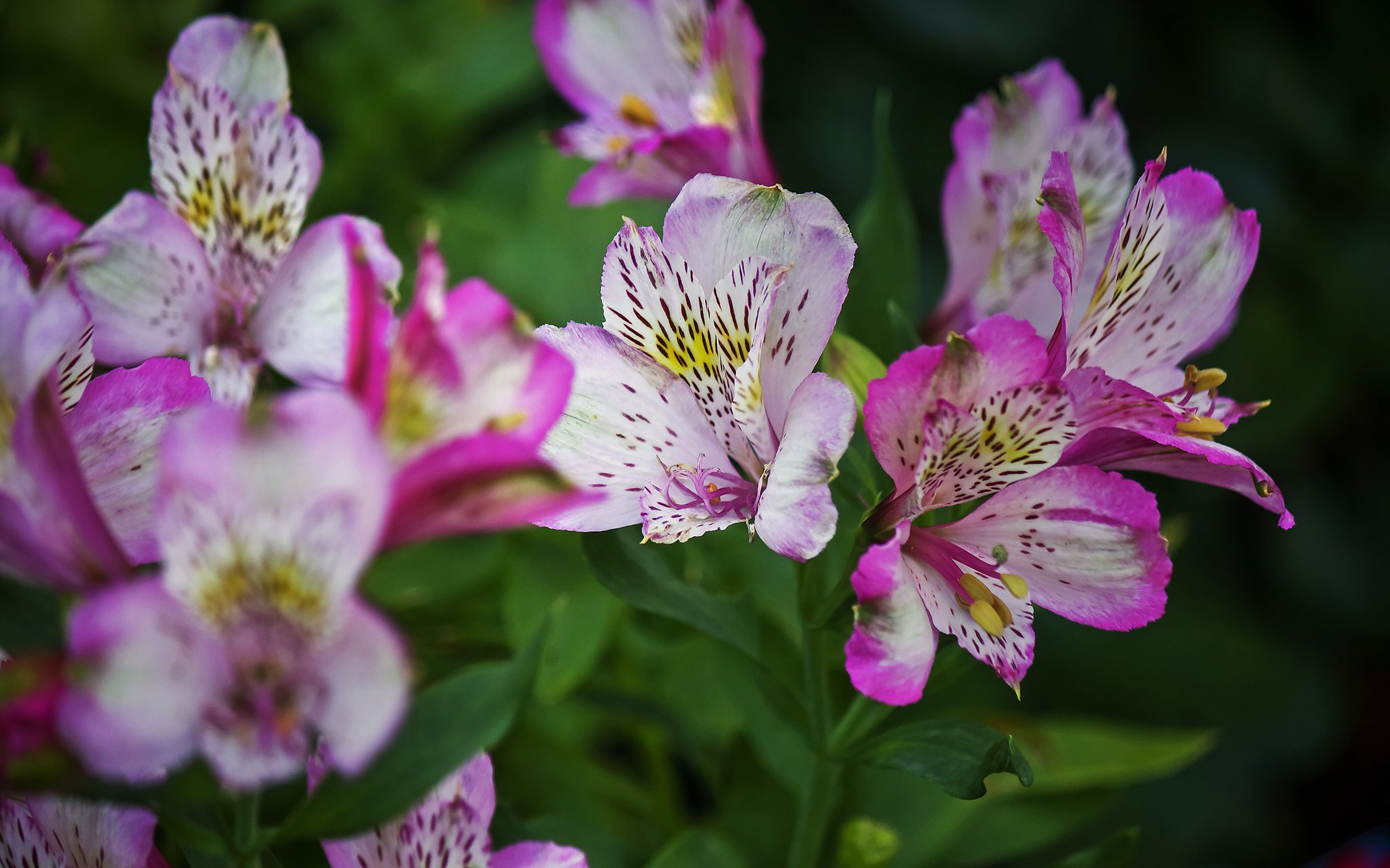 貼れなかった花「アルストロメリア」