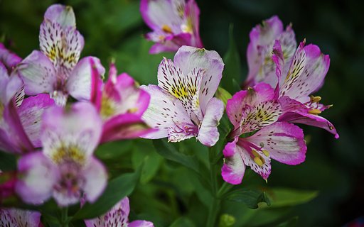 貼れなかった花「アルストロメリア」