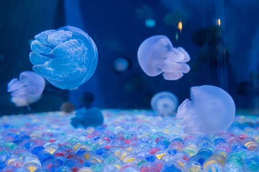 クラゲ