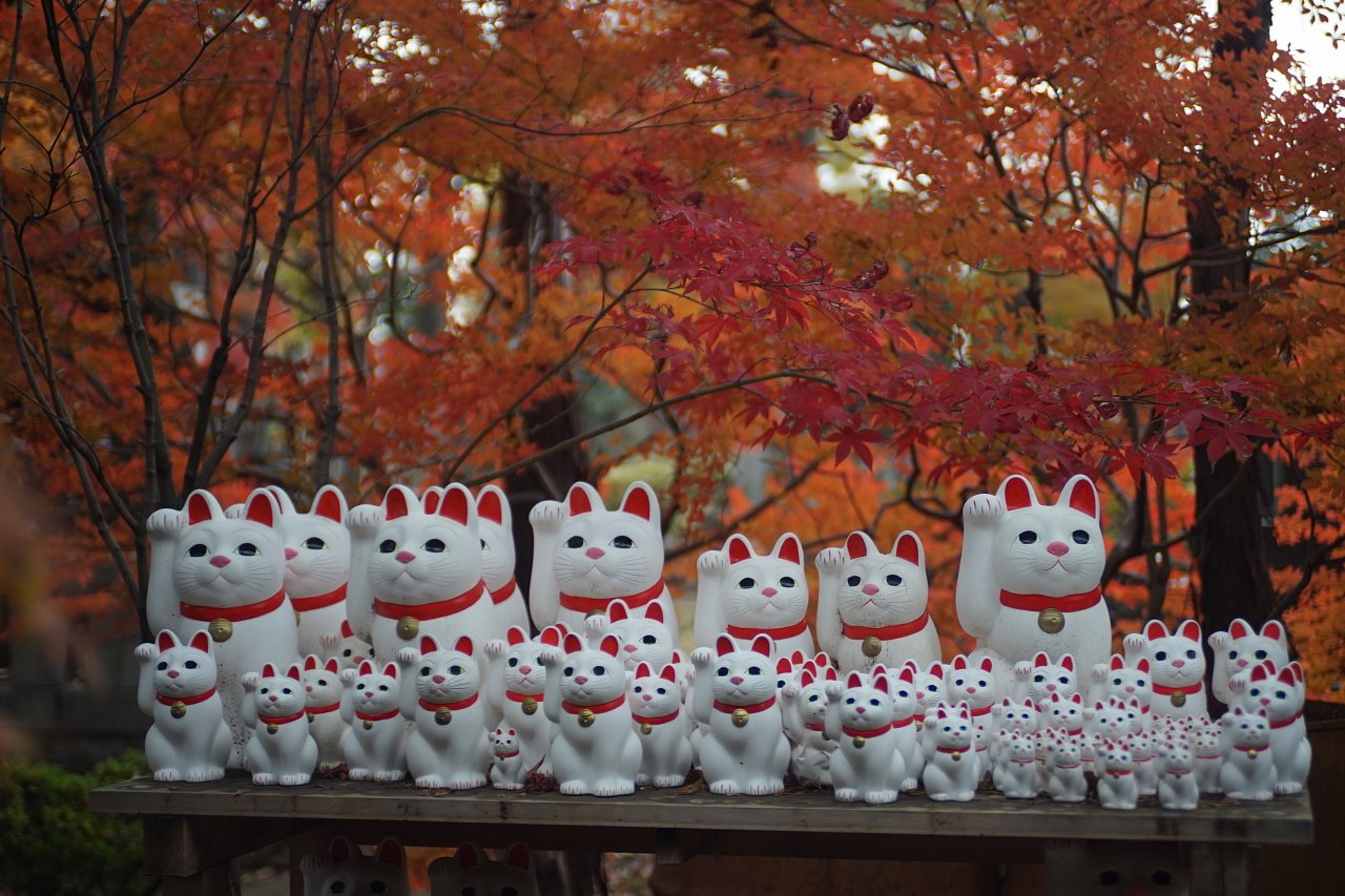 豪徳寺の紅葉
