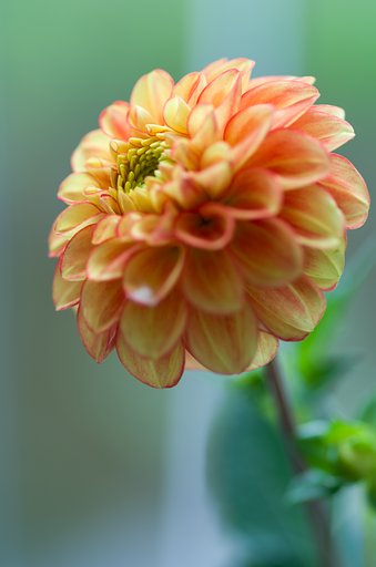 ダリア（花かんざし）