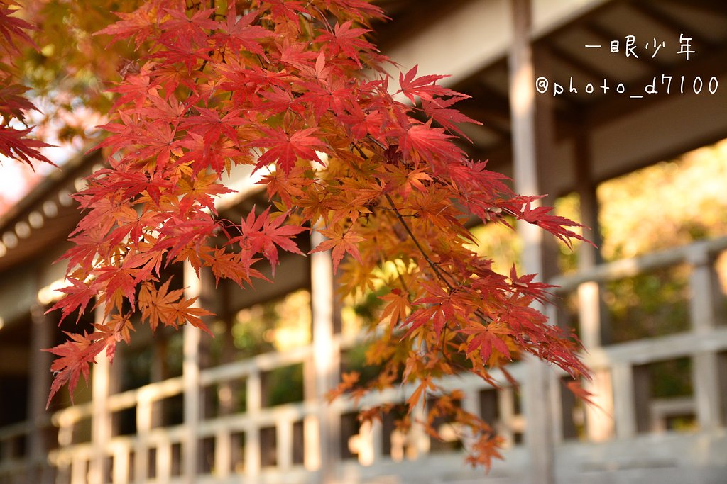 紅葉