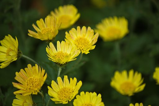 黄色い小菊