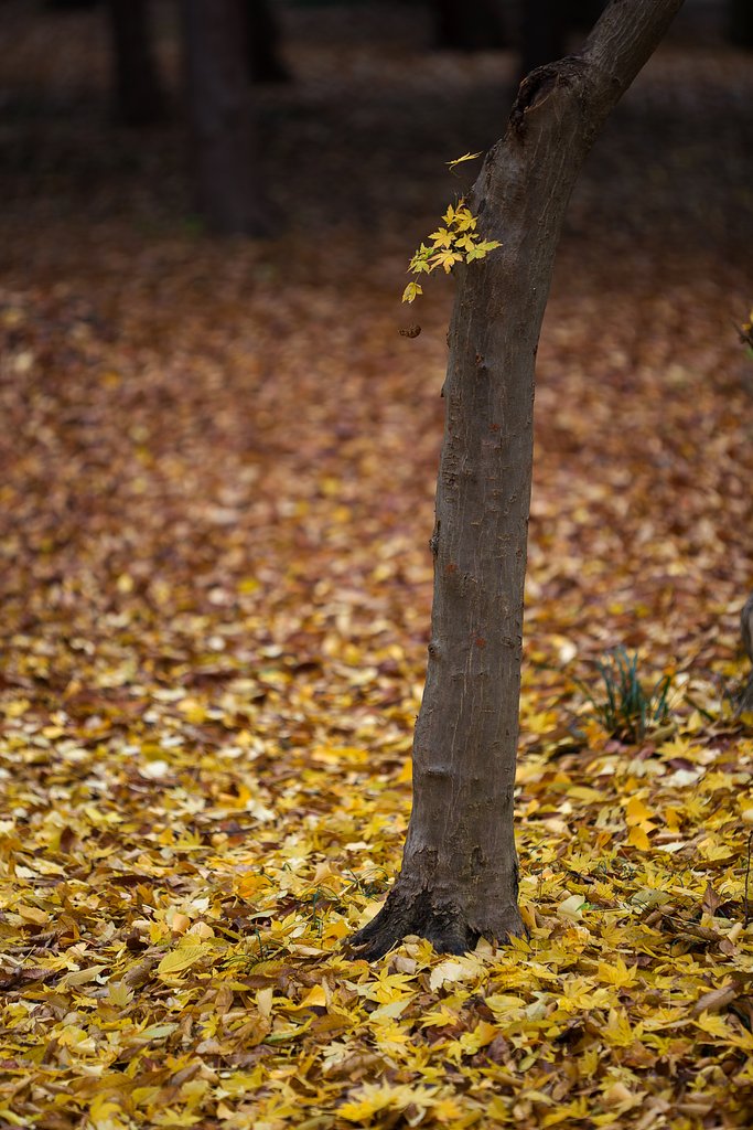 紅葉の絨毯