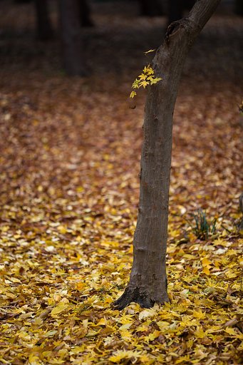 紅葉の絨毯