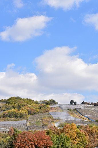 【故郷に最も近いブドウ畑】