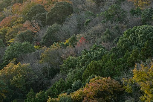 雑木の山