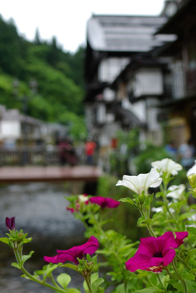 温泉街の花