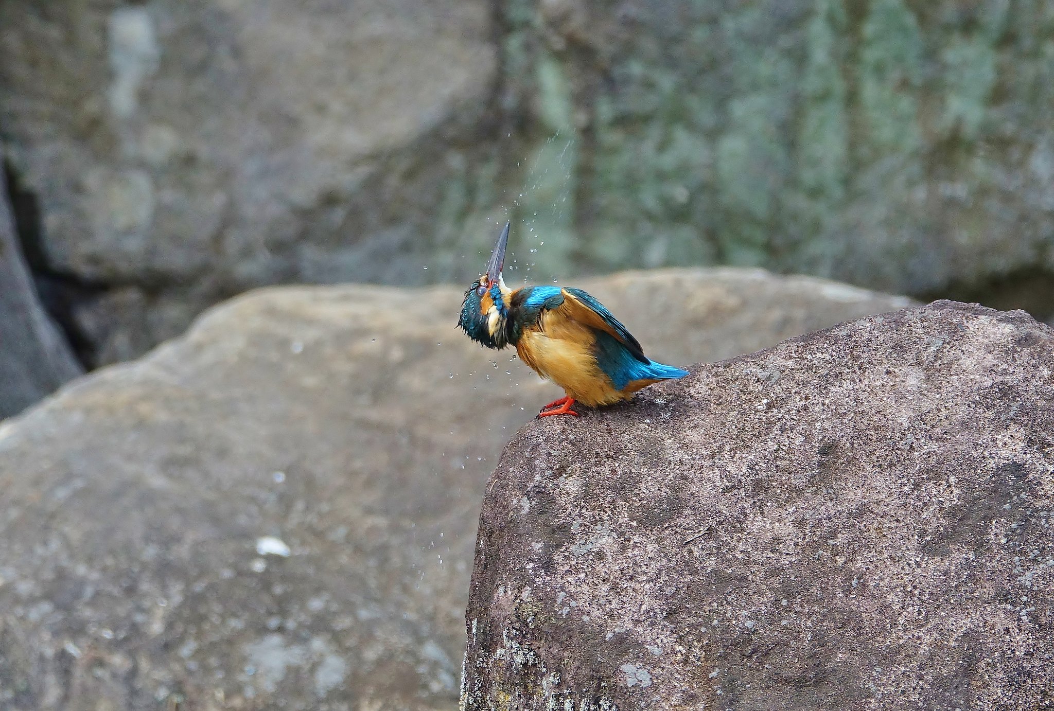 カワセミ