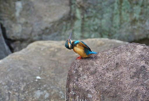 カワセミ