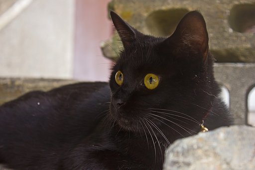 赤い首輪の黒猫 II