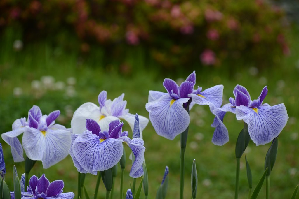 菖蒲