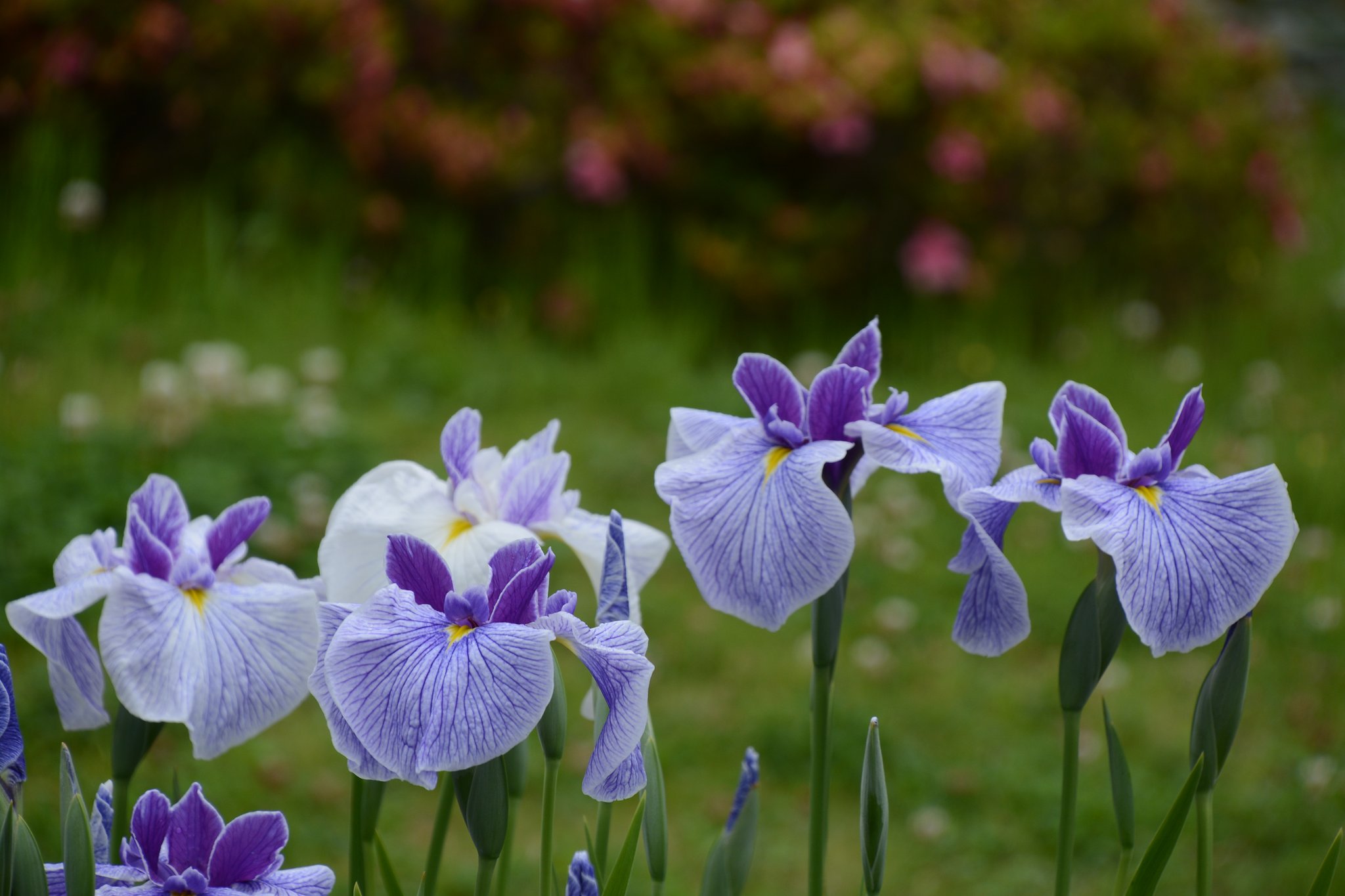 菖蒲