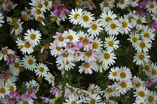 oldレンズで撮る白小菊