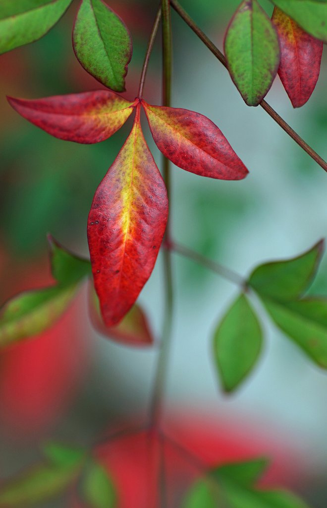 南天の紅葉