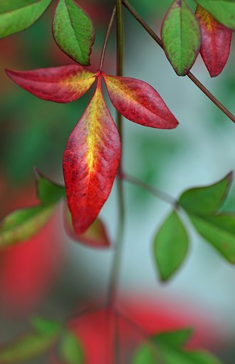 南天の紅葉