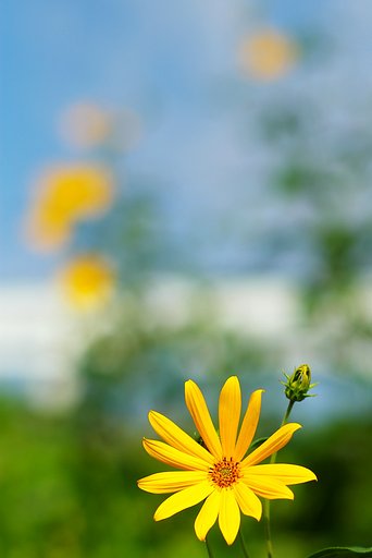 夏、ほのぼの