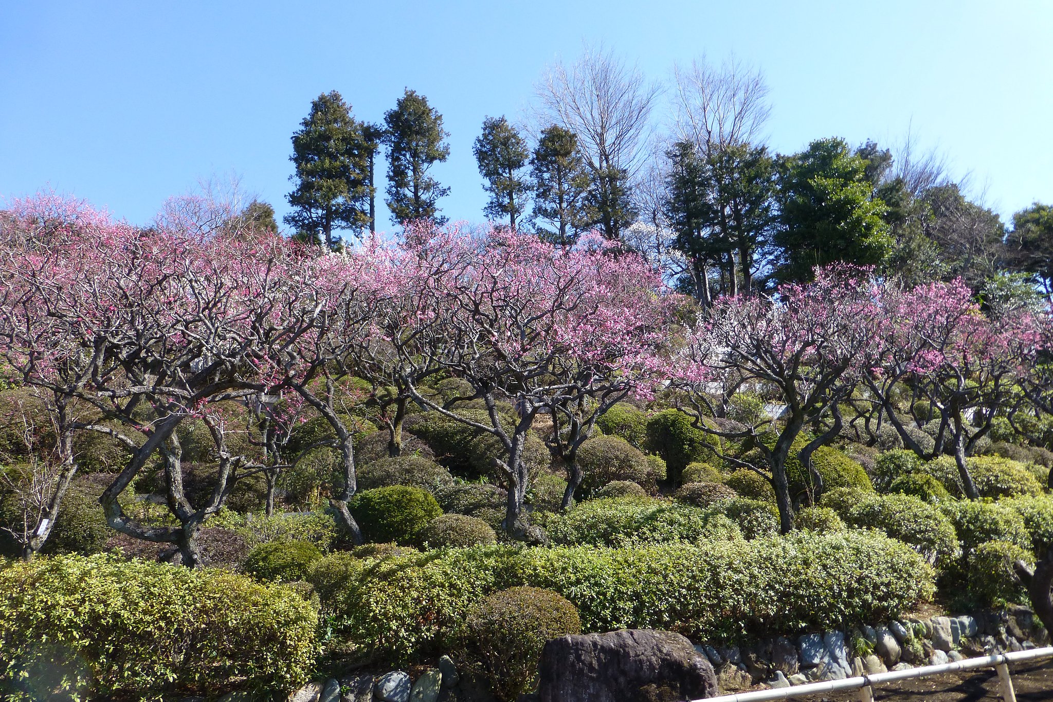 『我が故郷』の花（区の花）は「梅」です