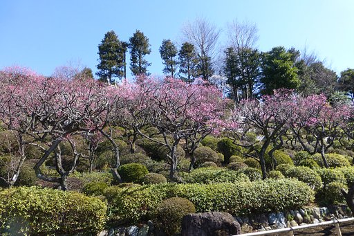 『我が故郷』の花（区の花）は「梅」です