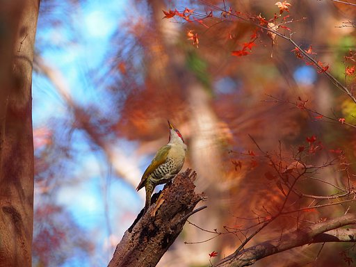 名残の紅葉に佇む(2)
