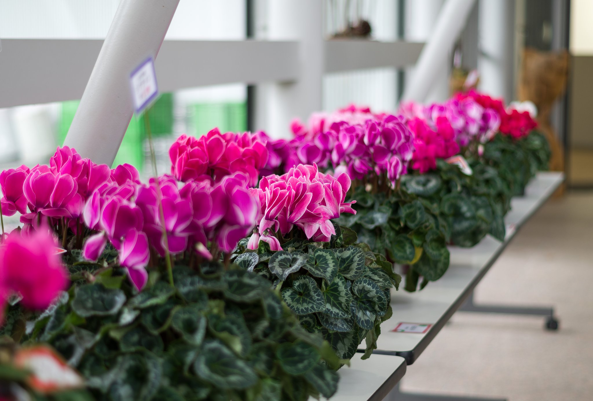 PENTAX-DA 50mmF1.8