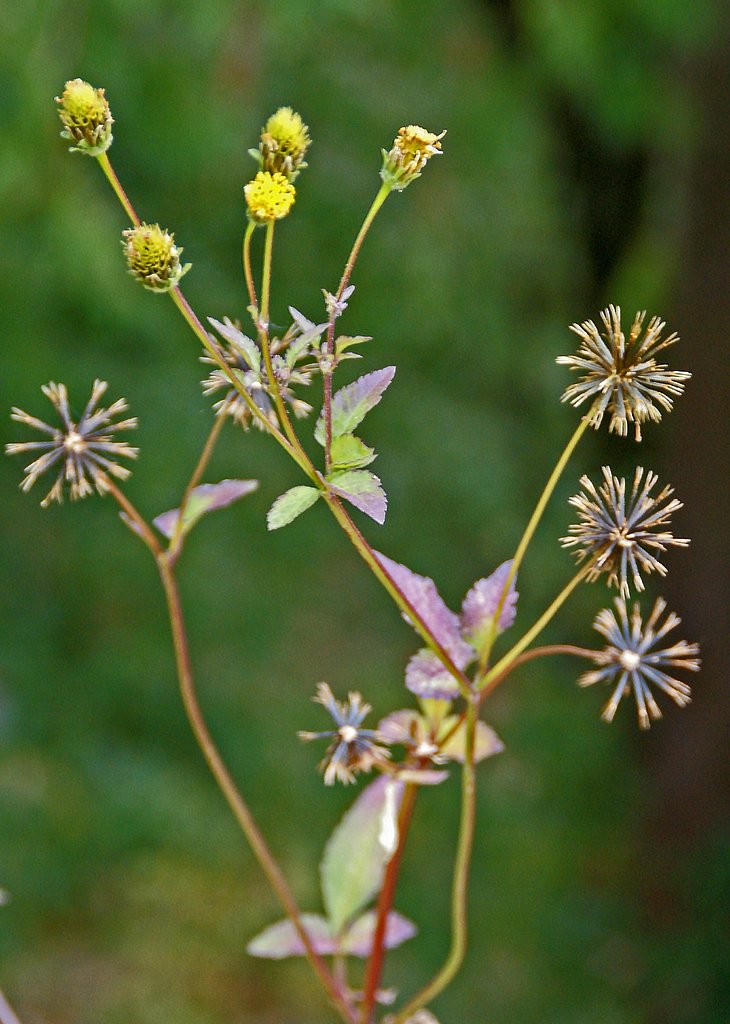 小栴檀草