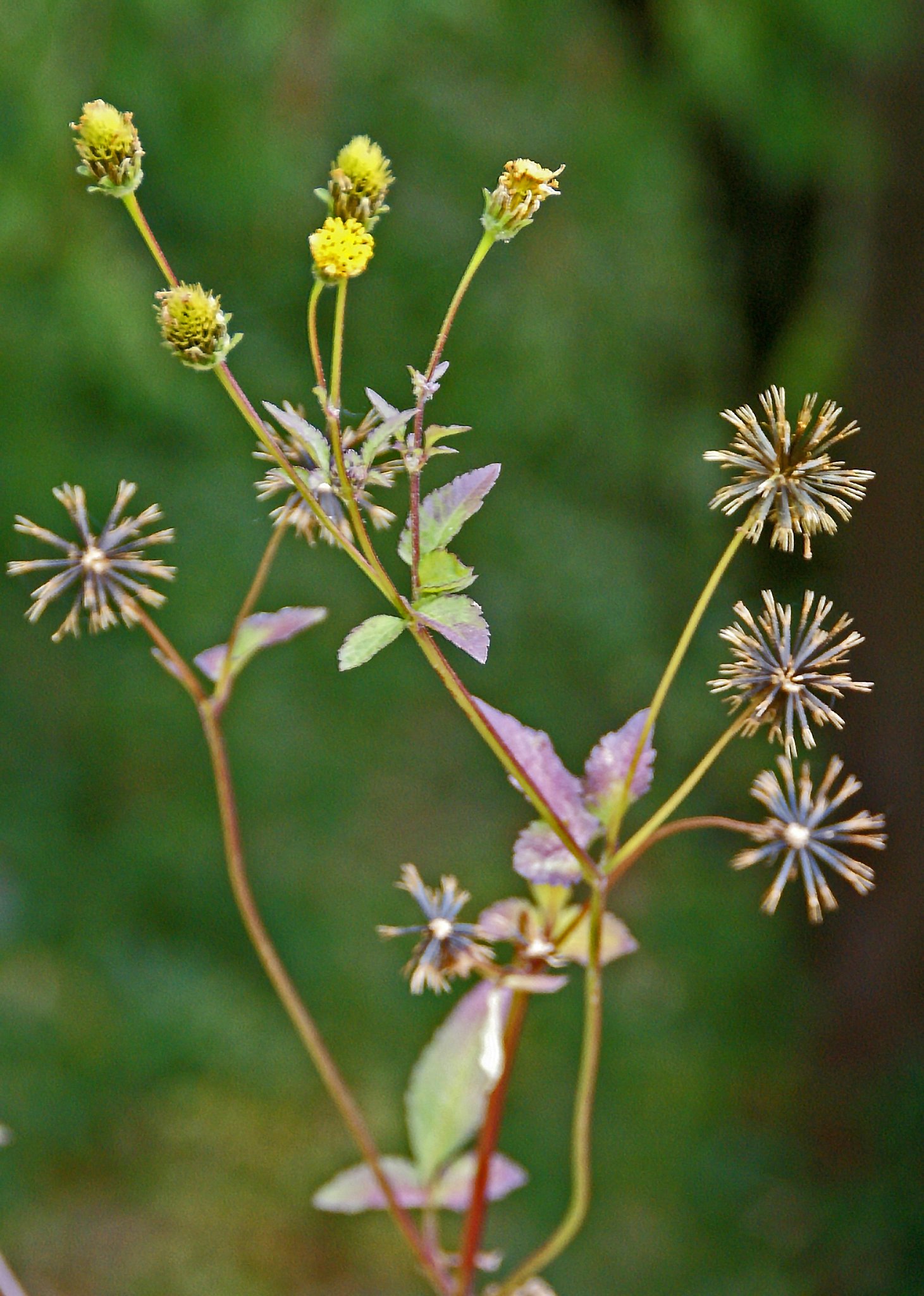小栴檀草