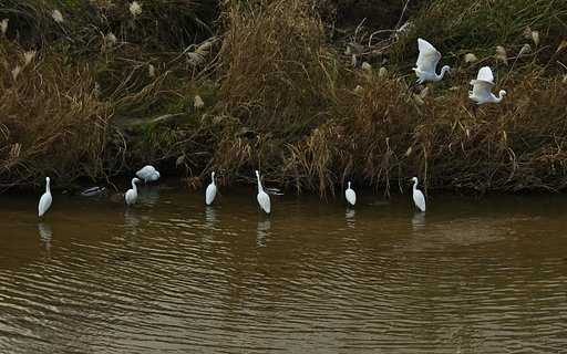 【故郷の川】コサギたち