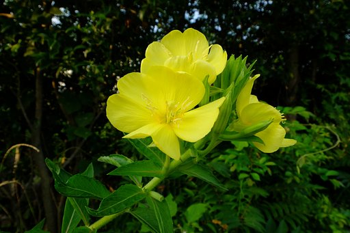 野の花　宵待草