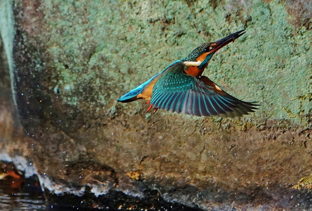 カワセミ